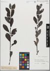 Foto von Salix glabra Scop. x Salix nigricans Sm.